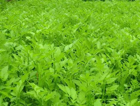 南城雜草藏珍寶，腳下良藥不識君